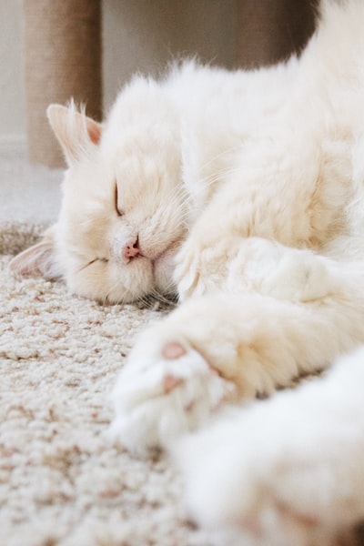 白色的猫在地板上
